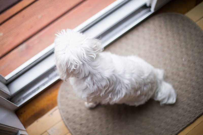 white dog looking out window