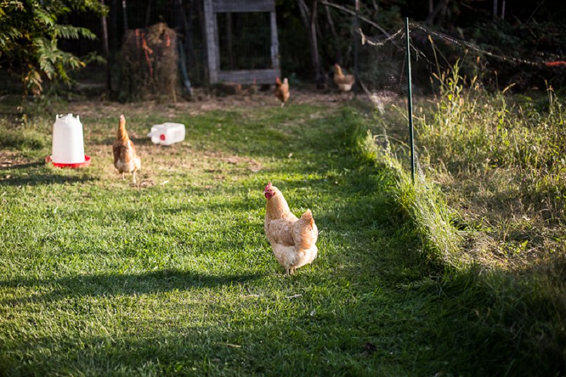 Outdoor senior and family photos at home in Cambridge, NY