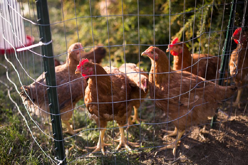 Outdoor senior and family photos at home in Cambridge, NY