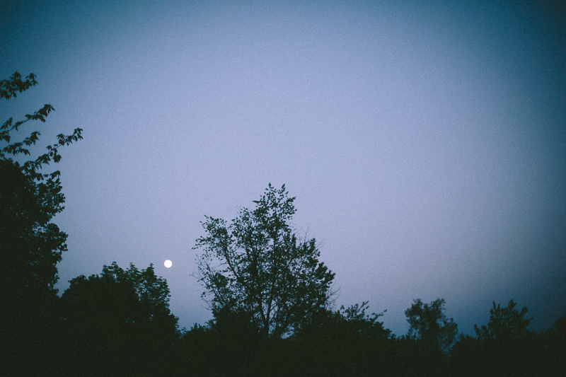 Moon over three trees at sunset