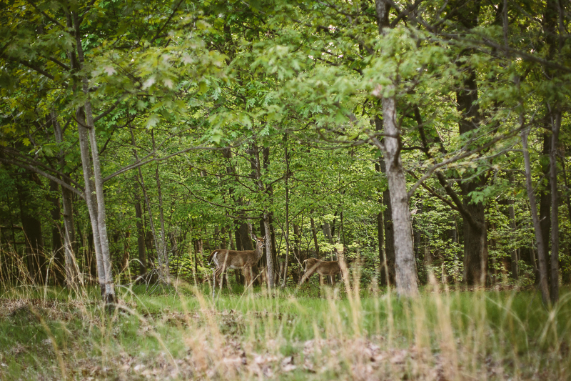 deer in tall grass and trees at Peebles Island