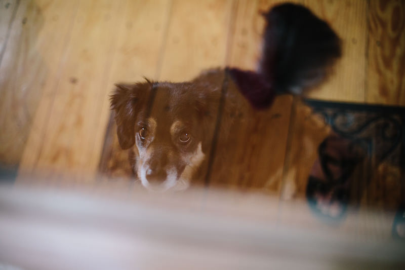 dog sitting and waiting behind glass