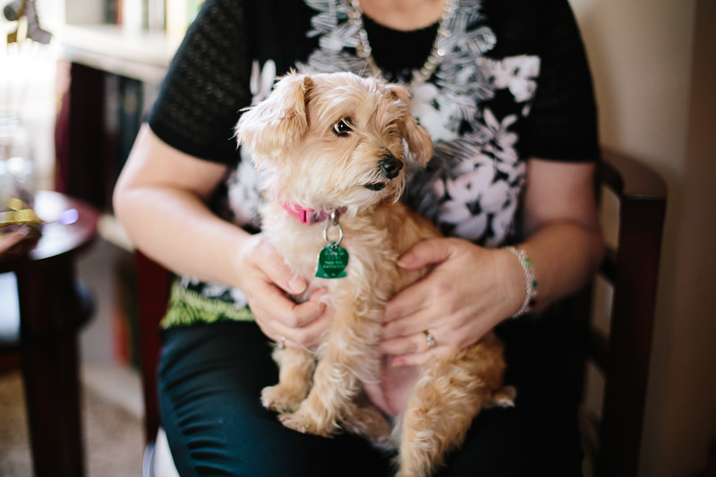 small light brown dog sits on woman lap