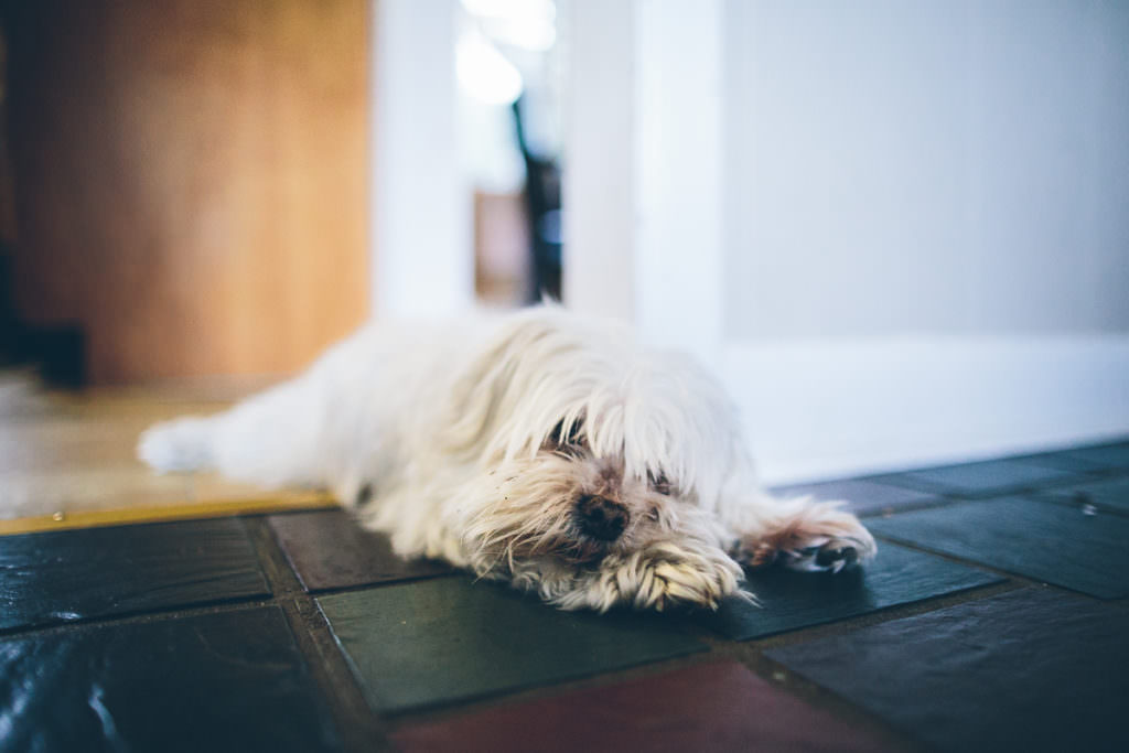 old maltese dog sleeping on the ground