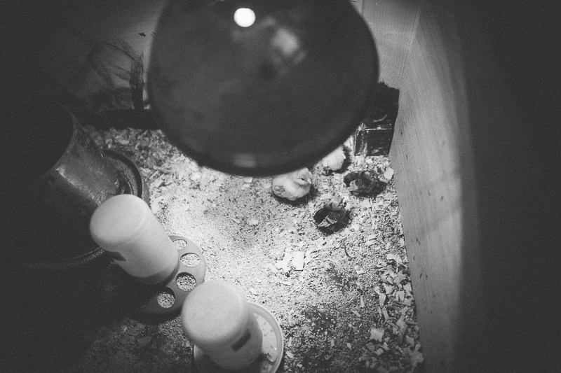 baby chicks under light