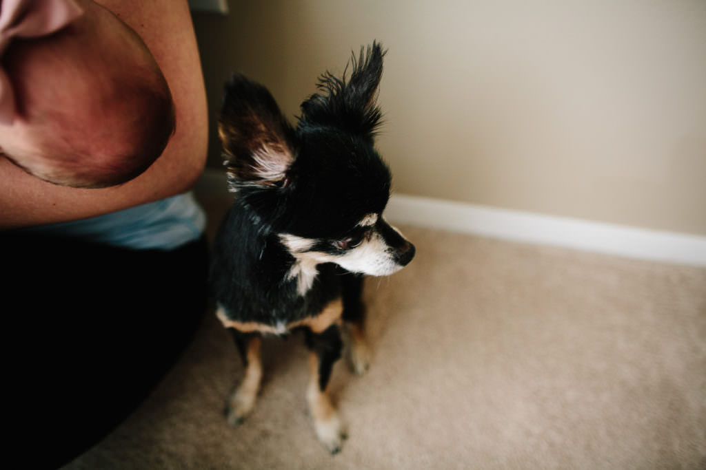 little black and white dog looking to the right
