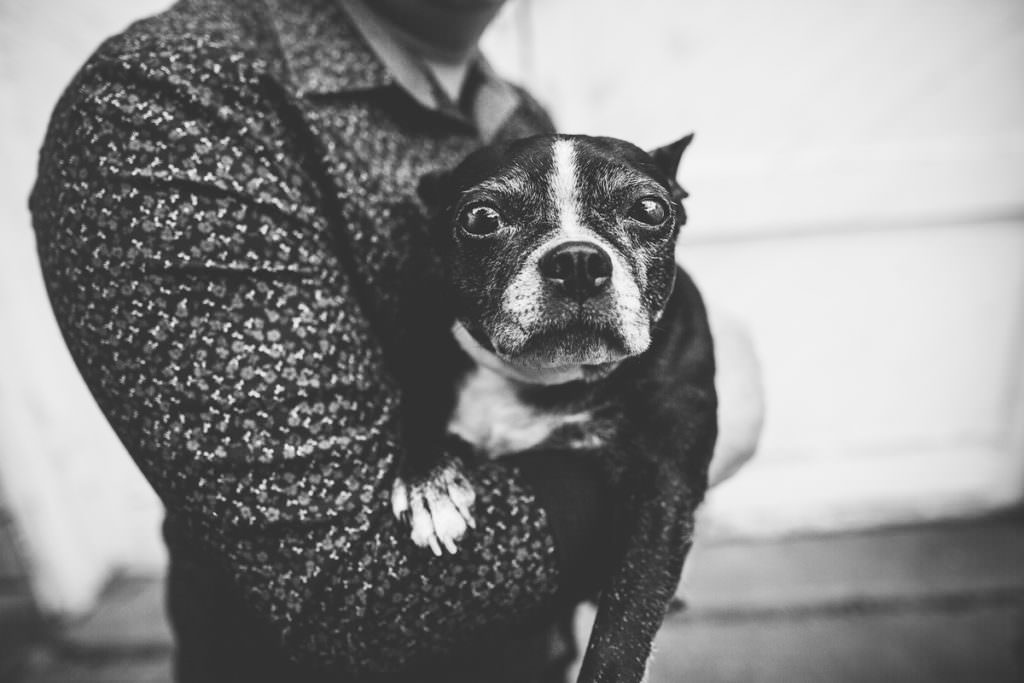 black and white dog in arms of man