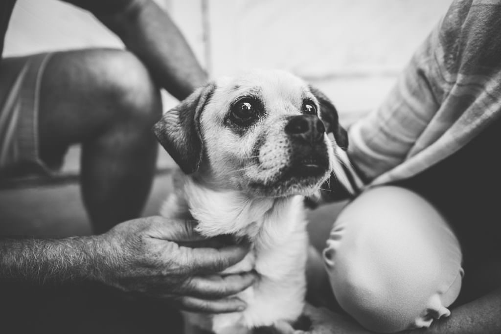older dog sitting by owners
