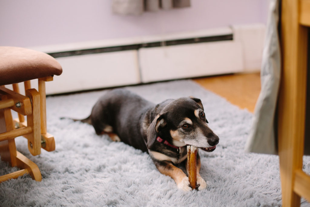 dog chewing on bone during lifestyle newborn session