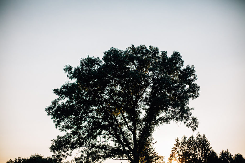 hawk silhouette in the tree tops