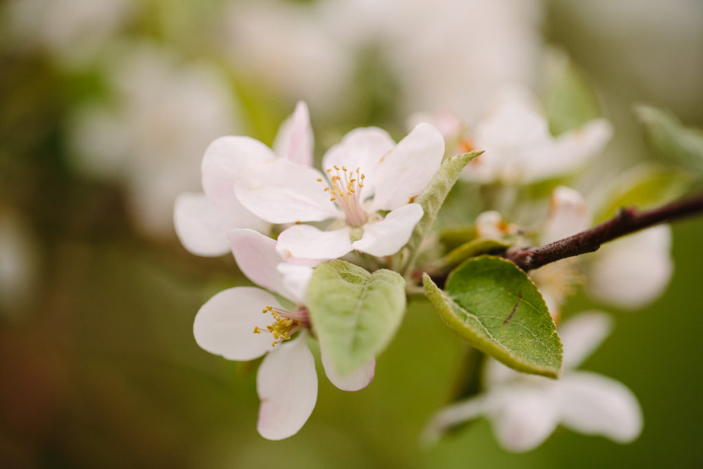 closeup apple blossom at riverview orchards