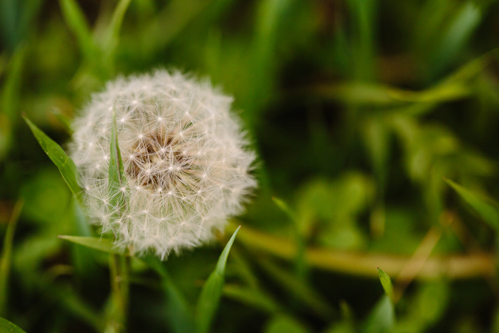 macro dandelion at riverview orchards Clifton park NY