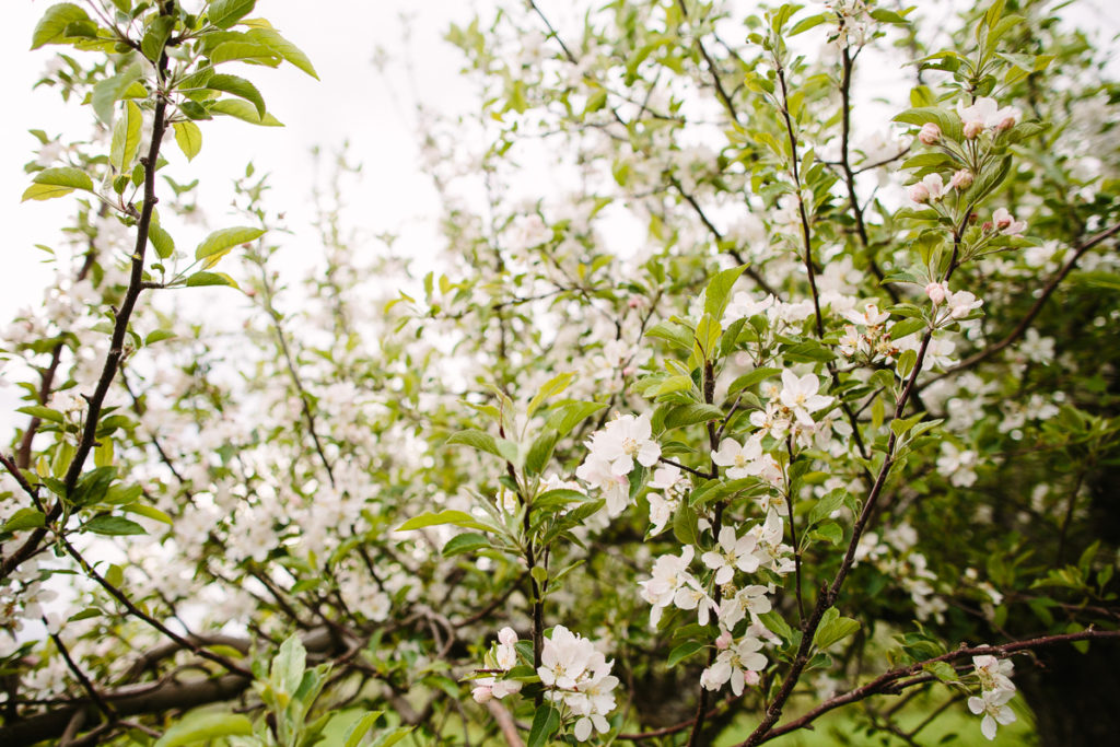 apple blossoms riverview orchards