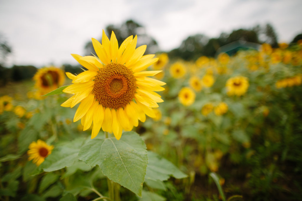 Herrington Pumpkins sunflower field upstate NY