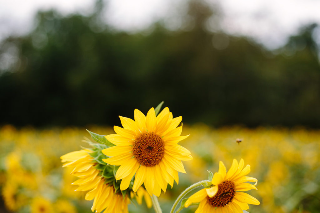 sunflowers at Herrington pumpkins NY