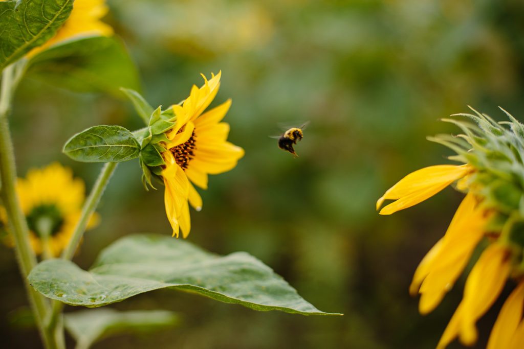 bumble bee and sunflowers upstate NY